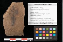 Foto (Objekt + Etikett) von Sphaeria palaeosapindi Ettingshausen (NHMW-GEO-2024-0188-0044)